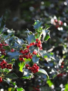 Christmas holly bush with red berries, Do Holly Trees Lose Their Leaves?