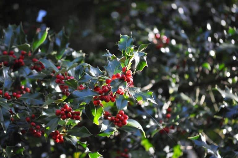Christmas holly bush with red berries, Do Holly Trees Lose Their Leaves?