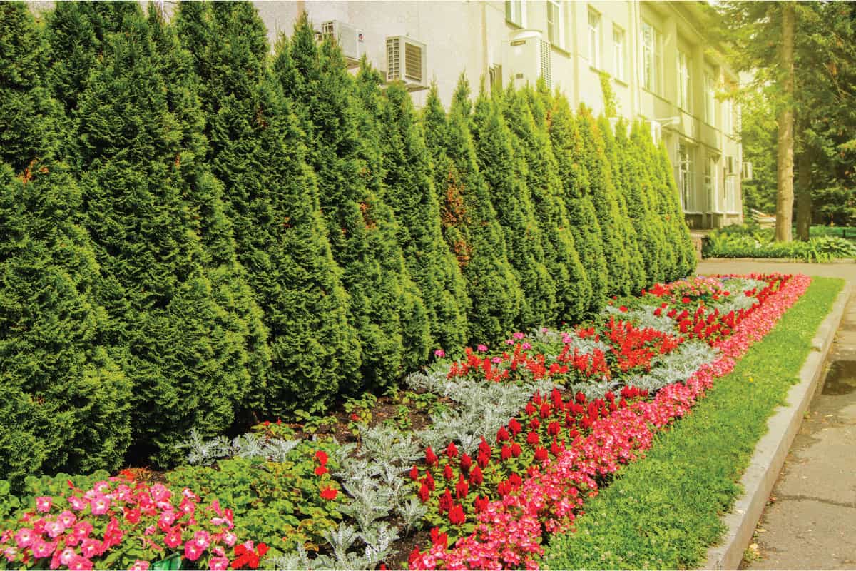 Colorful flowers growing in the landscaped garden with formal flower beds and evergreen near neat green lawn. Do Arborvitae Have Invasive Roots