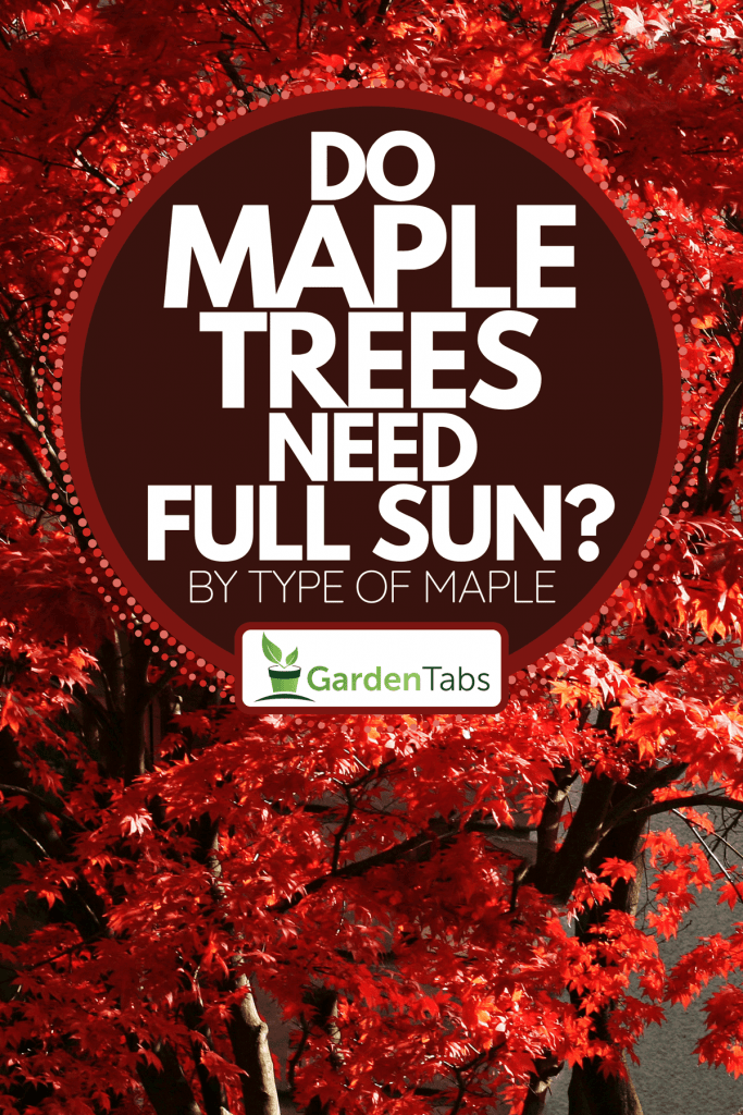 A red maple tree in the fall, Do Maple Trees Need Full Sun? [By Type Of Maple]