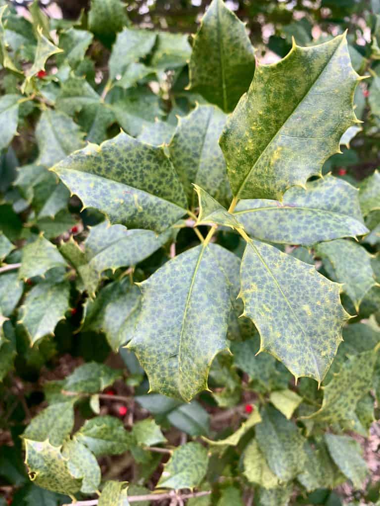 Holly leaves mottled in winter