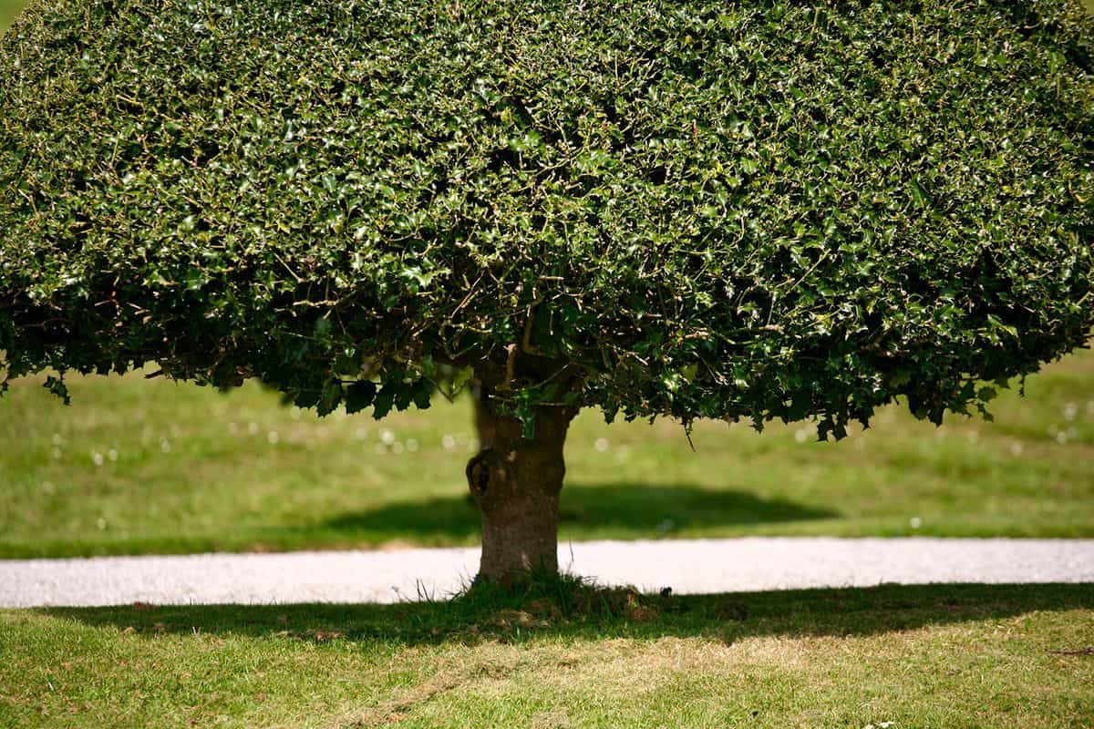 Holly tree in english formal garden