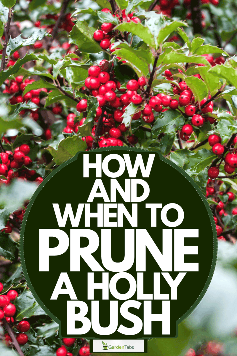 How And When To Prune A Holly Bush