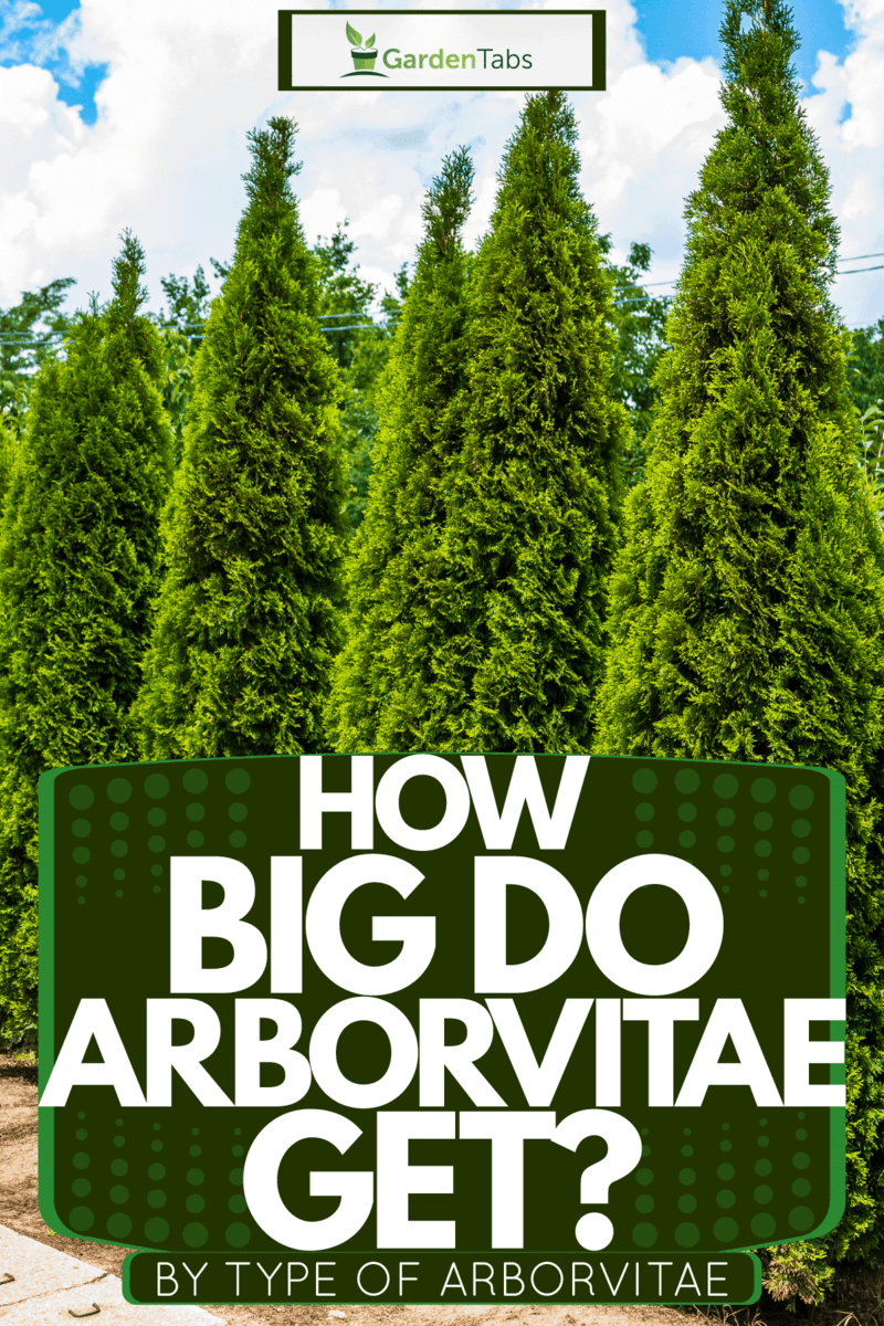 A huge line up of a tall arborvitaes for landscaping at a private residential area