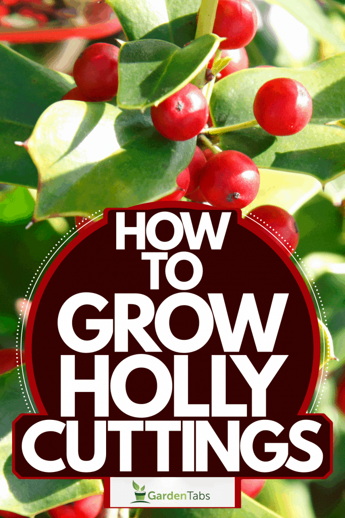 Red colored berries of a holly tree photographed on a sunny day, How To Grow Holly From Cuttings [Holly Propagation Guide]