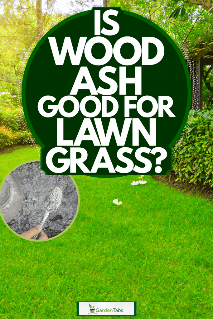 A gorgeous grass lawn with trimmed hedges, Is Wood Ash Good For Lawn Grass?