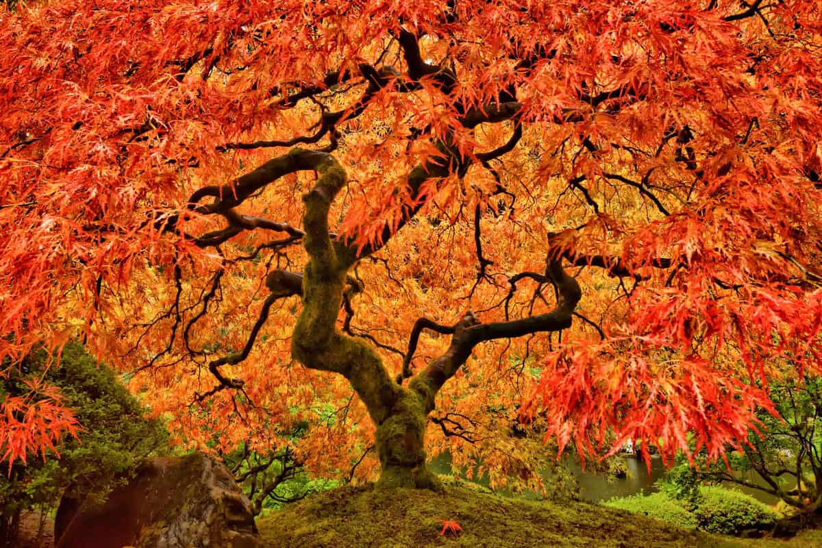 Japanese Maple Tree in Autumn with vivid colors in Portland Garden 