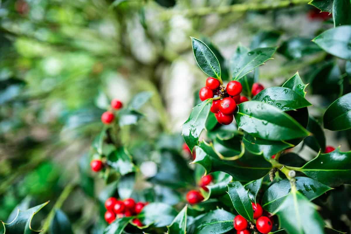 Macro close up color image depicting red berries on the green leaves of a holly busy, Do Holly Trees Need Full Sun?