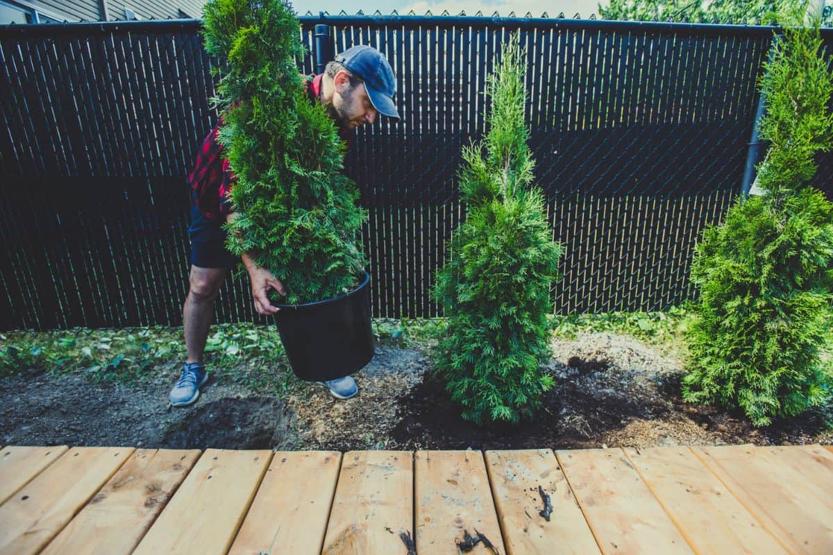 Man planting thuja in his back yard Signature Available with your subscription S M L XL XXL 2122 x 1416 px (7.07 x 4.72 in.) - 300 dpi - RGB Download this image Includes our standard license. Add an extended license. Credit:Warchi Stock photo ID:1254482685 Upload date:July 10, 2020 Categories:Stock Photos | Planting