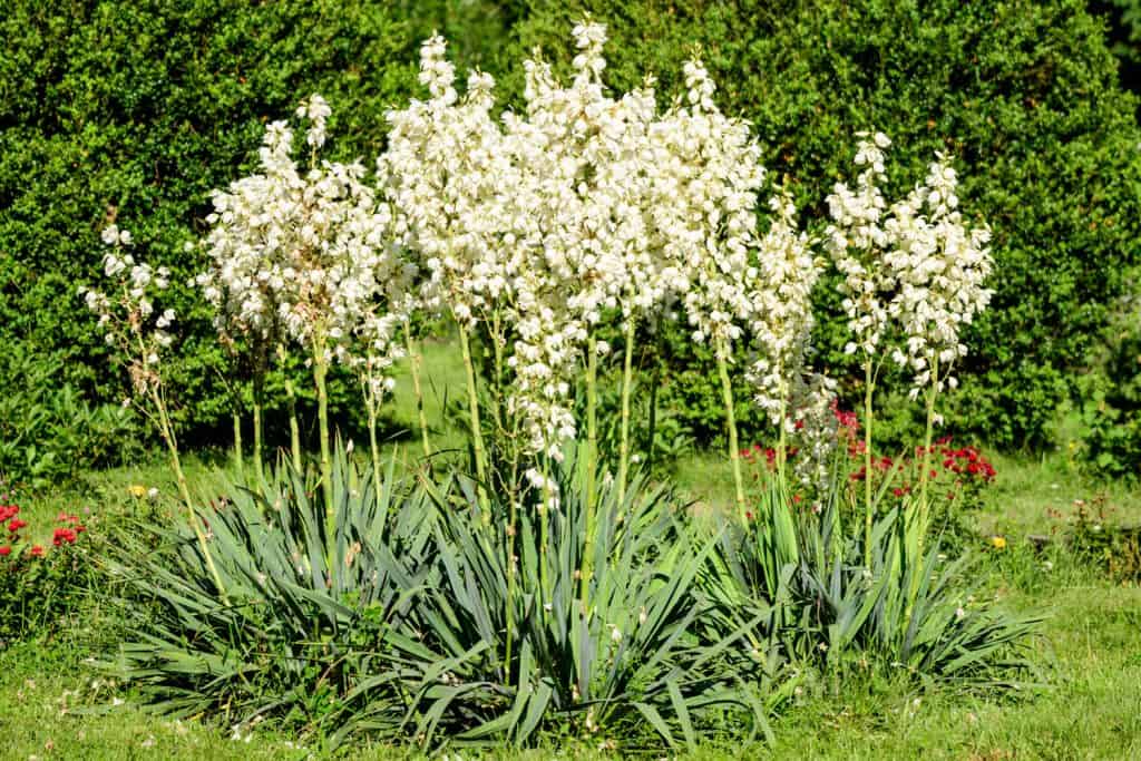 Many delicate white flowers of Yucca plant, commonly known as Adams needle and thread, in a garden in a sunny summer day
