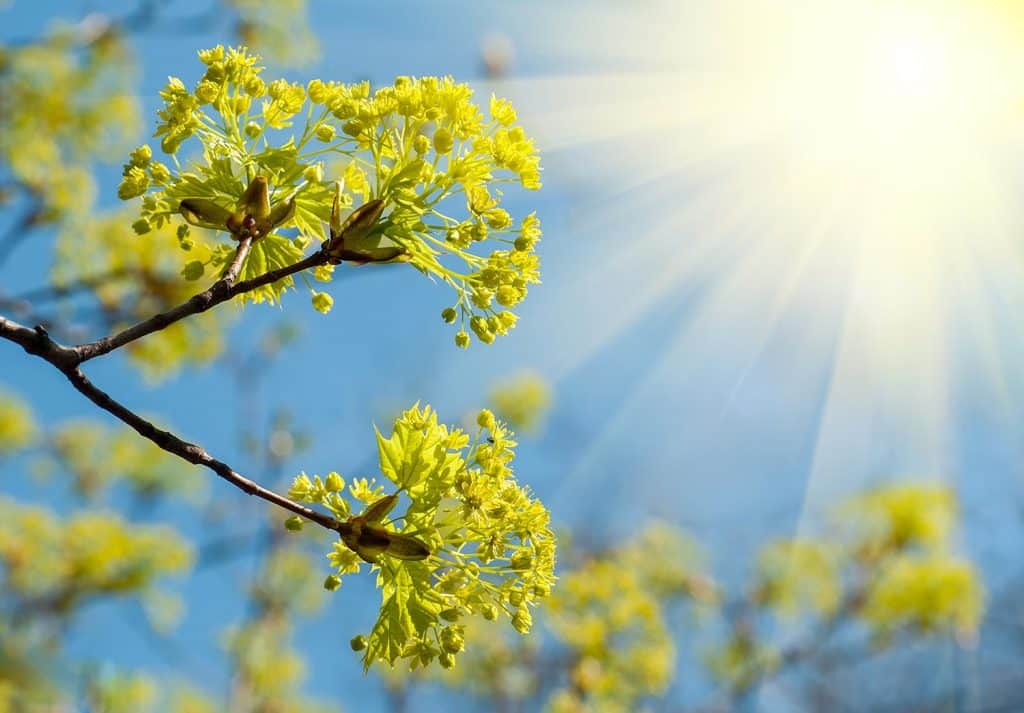 Maple blossoms in backlight on blue sky background