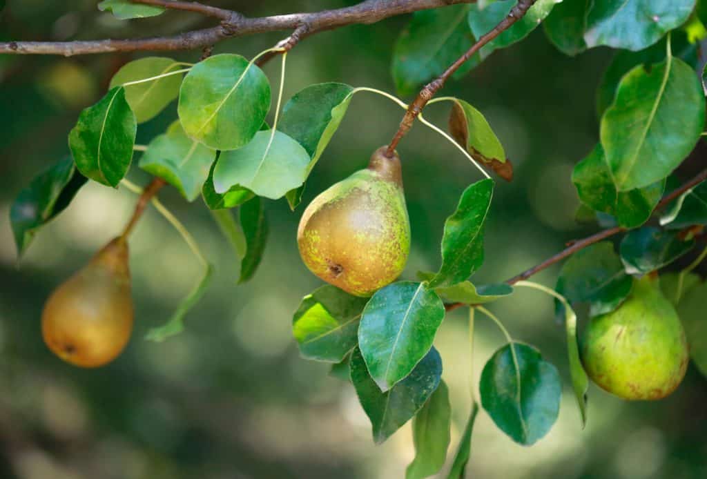 Pear tree 