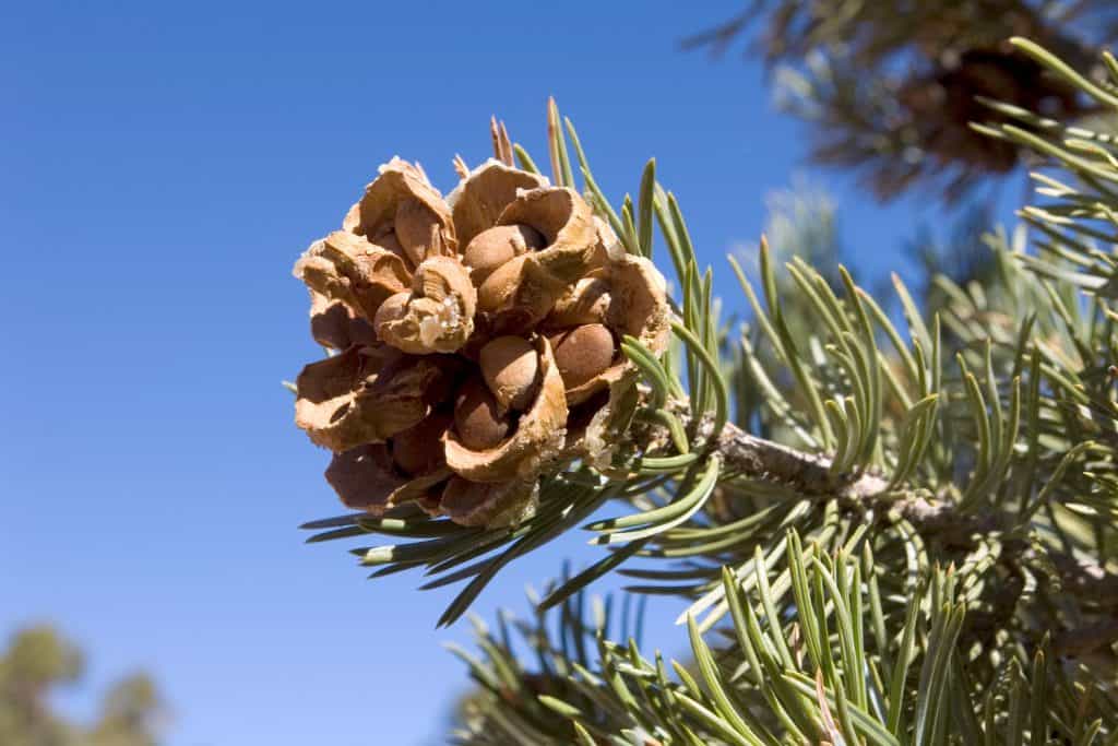 Pine nuts in a Pinyon Pine Tree.