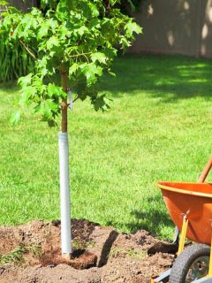 Planting a maple tree with hole and shovel, What Soil Is Best For Maple Trees?