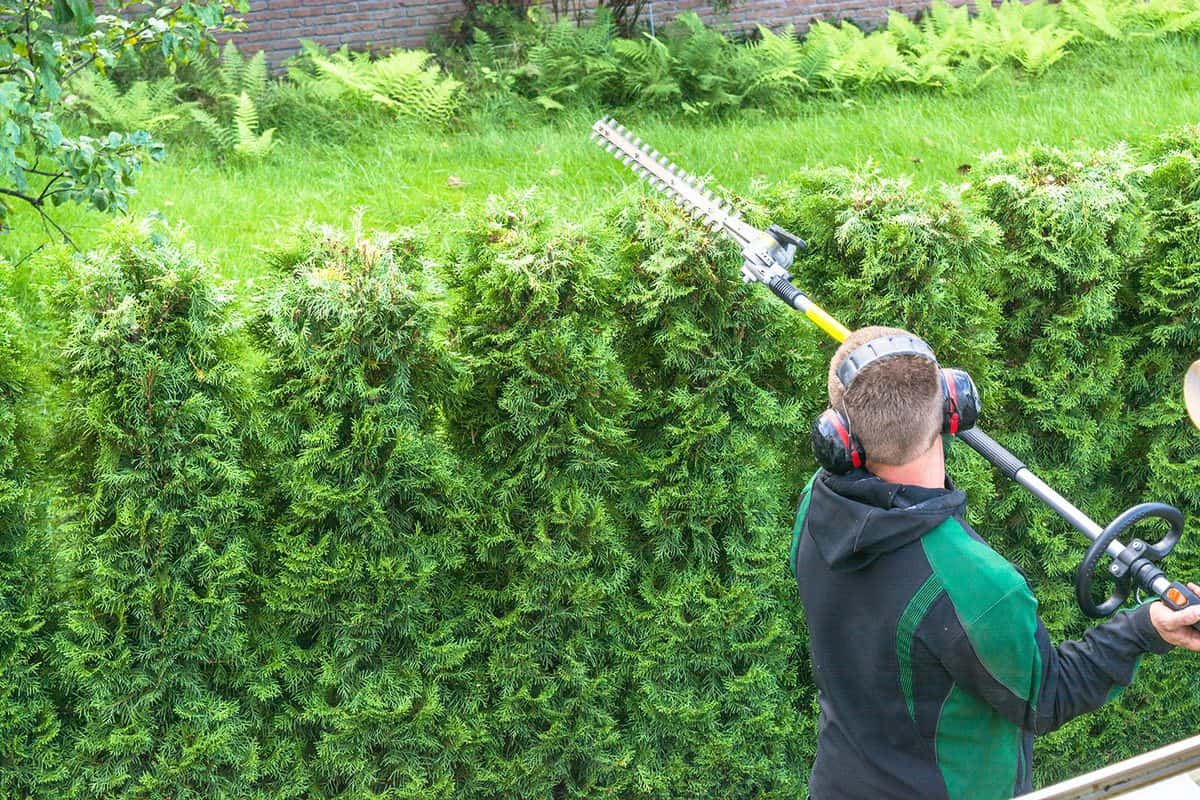 Professional hedges cutting with gasoline telescopic hedge trimmer