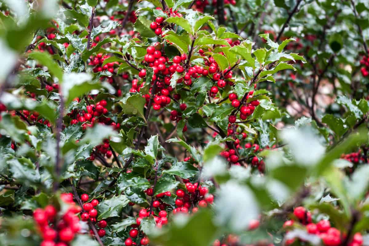 Red berries of an Ilex aquifolium photographed up close, How And When To Prune A Holly Bush