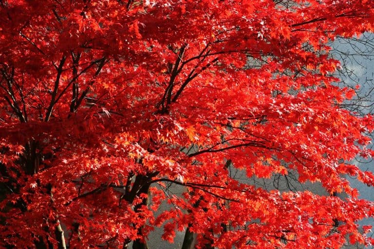 Red maple tree in the fall, Do Maple Trees Need Full Sun? [By Type Of Maple]
