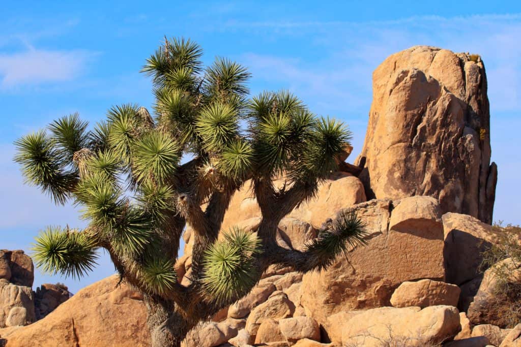 Rocks Yucca Brevifolia Mojave Desert Joshua Tree National Park