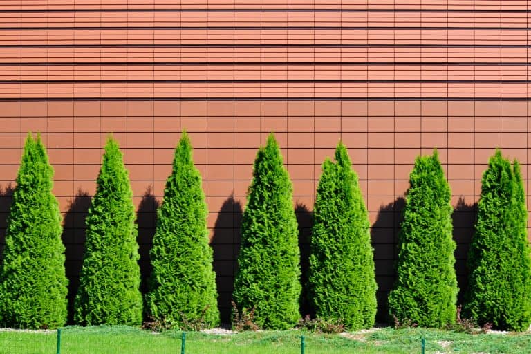 Row of green thujas on pink wall, How Fast Do Arborvitae Grow?