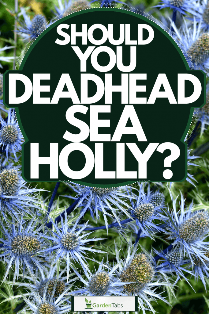 Should You Deadhead Sea Holly