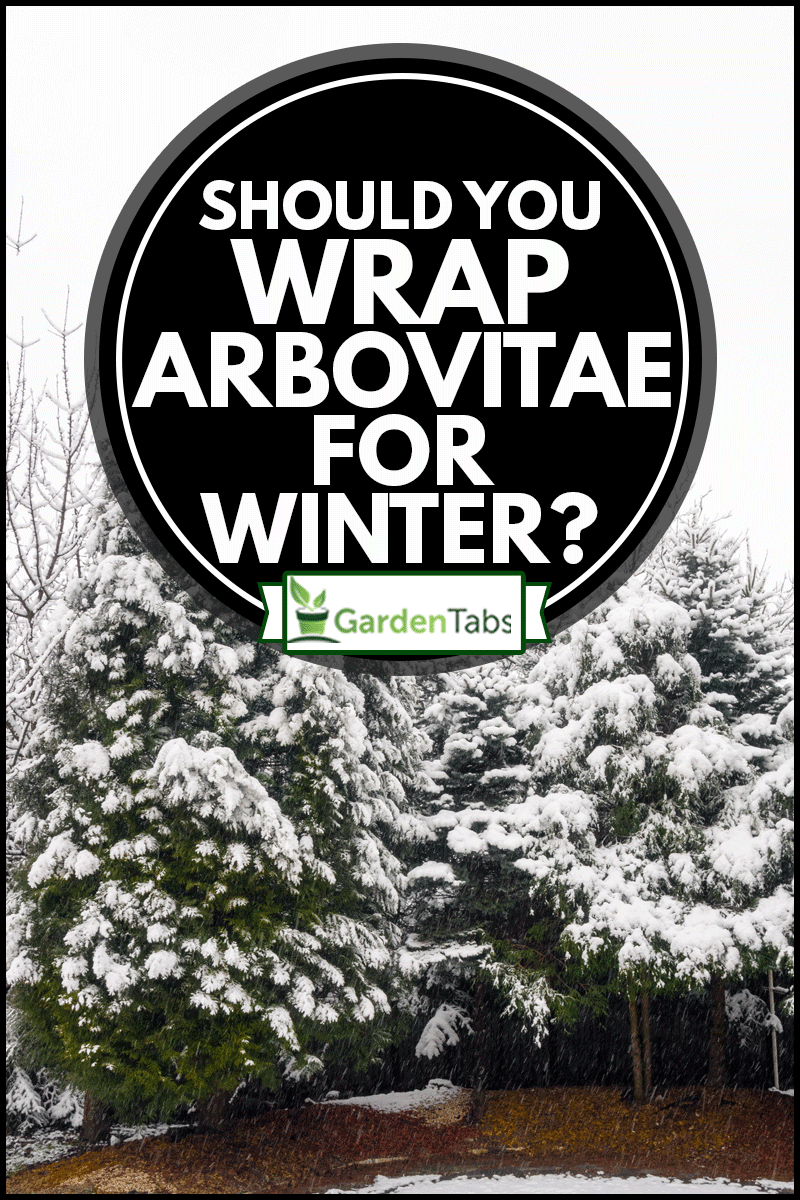 Thuja covered by snow, Should You Wrap Arborvitae For Winter?