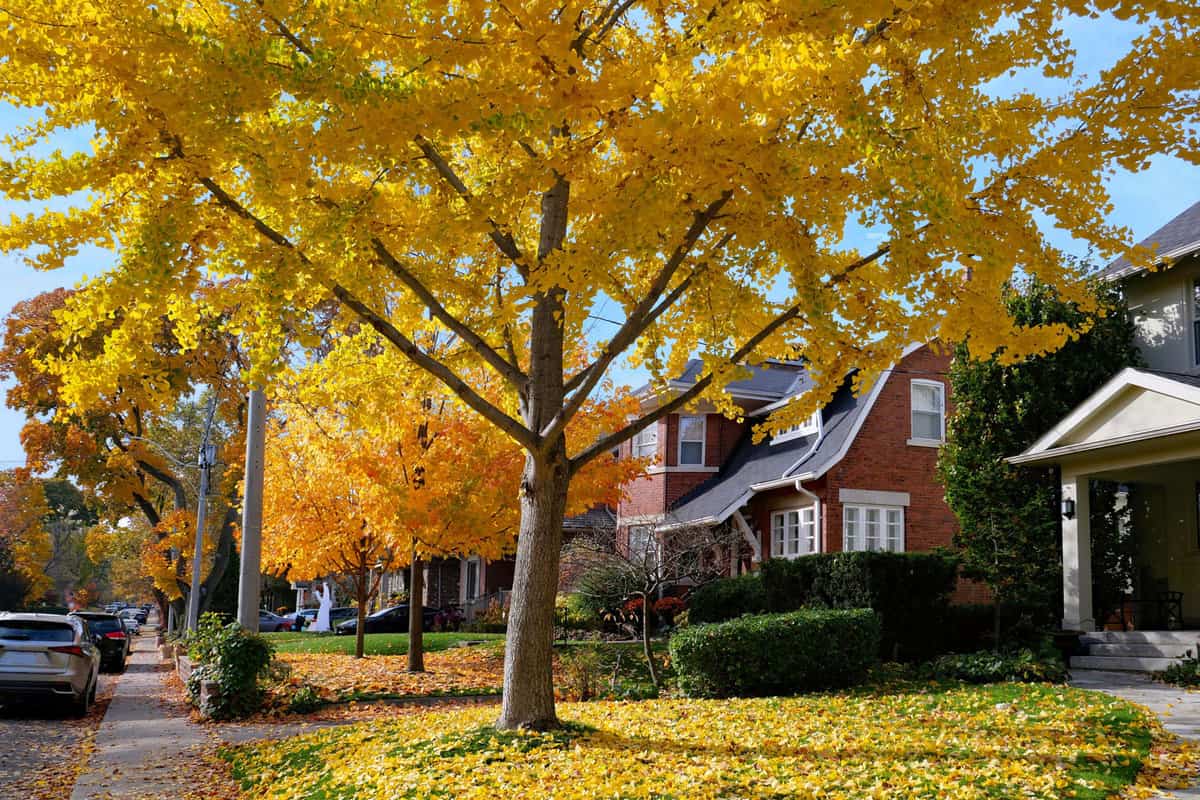 Suburban residential street with a row of Norway maple trees in beautiful golden yellow fall colors 
