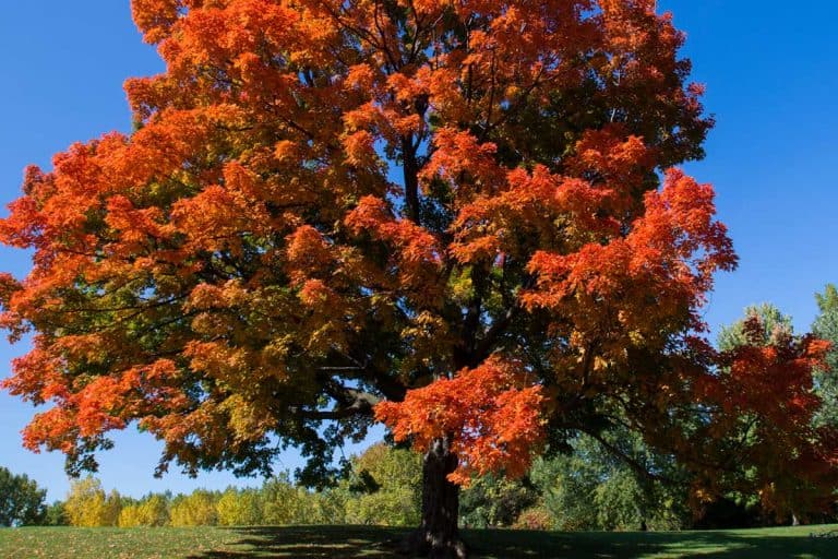 Sugar maple tree in spectacular landscape, Maple Tree Is Dying - What To Do?
