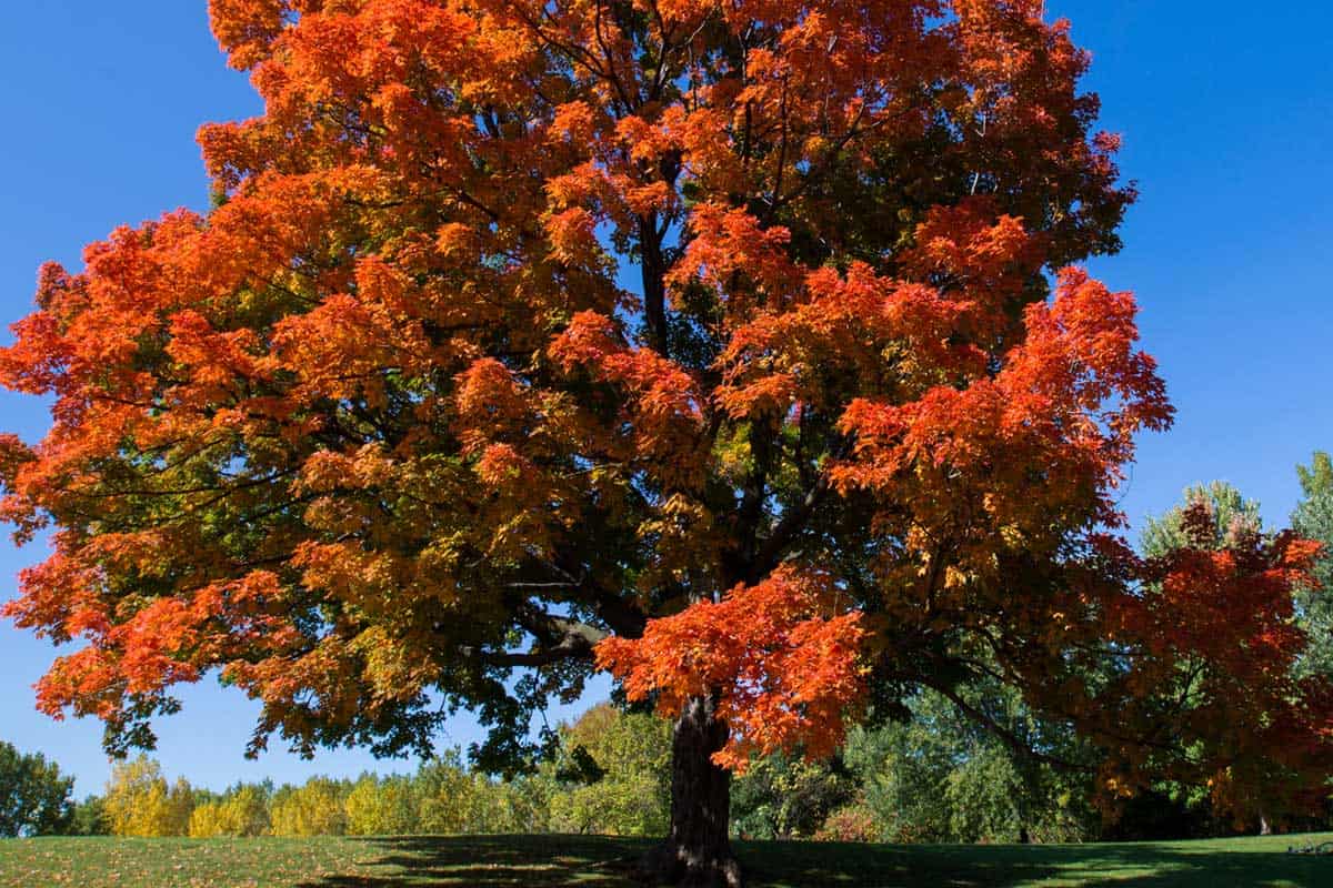 Sugar maple tree in spectacular landscape, Maple Tree Is Dying - What To Do?
