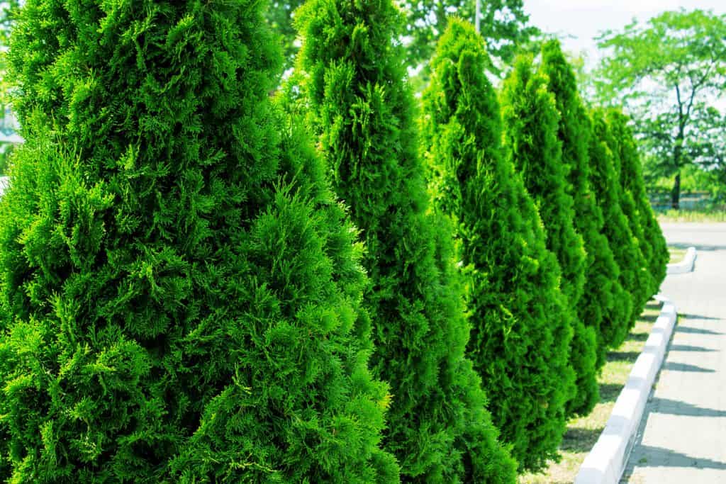 Thuja at the road in the summer. Decorative Thuya.