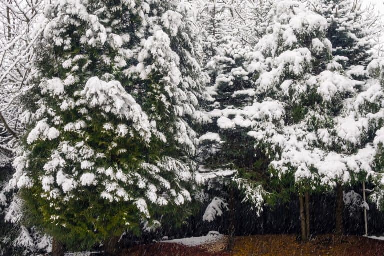 Thuja covered by snow, Should You Wrap Arborvitae For Winter?