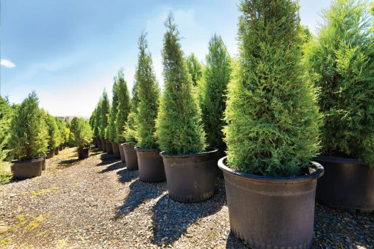 Variety of evergreen tree sapling seedling plants displayed in a garden center retail store. Do Arborvitae Have Invasive Roots