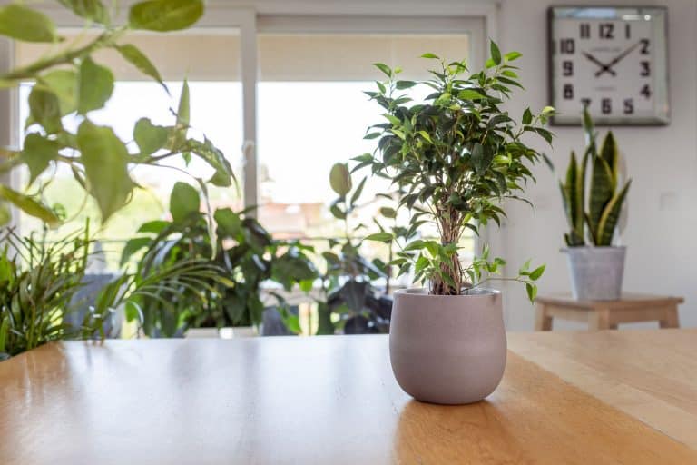 Weeping fig (Ficus benjamina) on wooden table. Nice and modern space of home interior, Best Soil For Weeping Fig & Recommended Pots And Containers