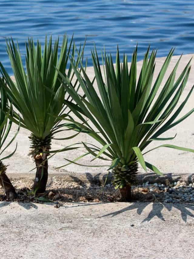 Three small Yucca perennial tree plants with long evergreen tough sword shaped leaves growing next to concrete sidewalk and calm blue sea
