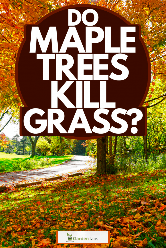 Tall maple tree with lots of leaves on the grass, Do Maple Trees Kill Grass?
