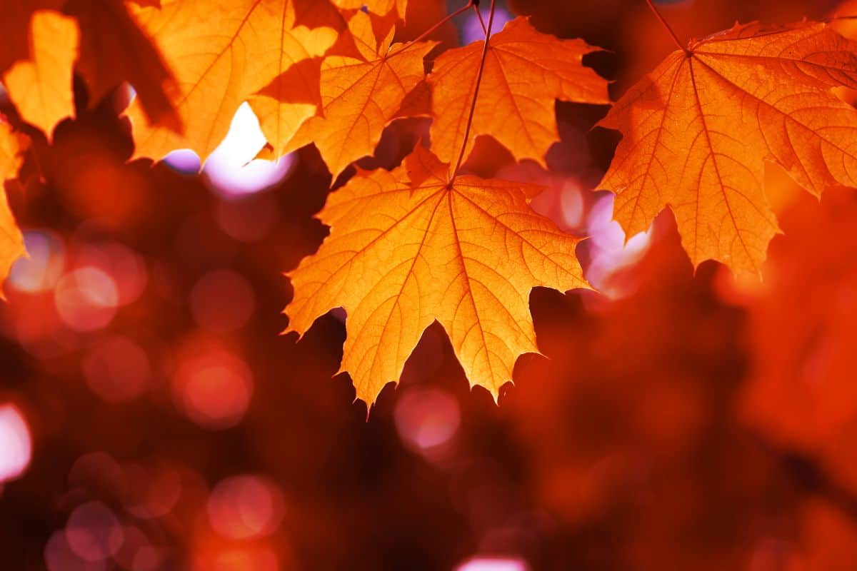 maple leaf red autumn sunset tree blurred background