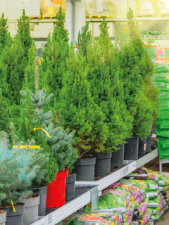 spruce, thuja, juniper, cypress in pots on sale on the eve of the holiday in the store's greenhouse. How Long Do Arborvitae Live [By Type]