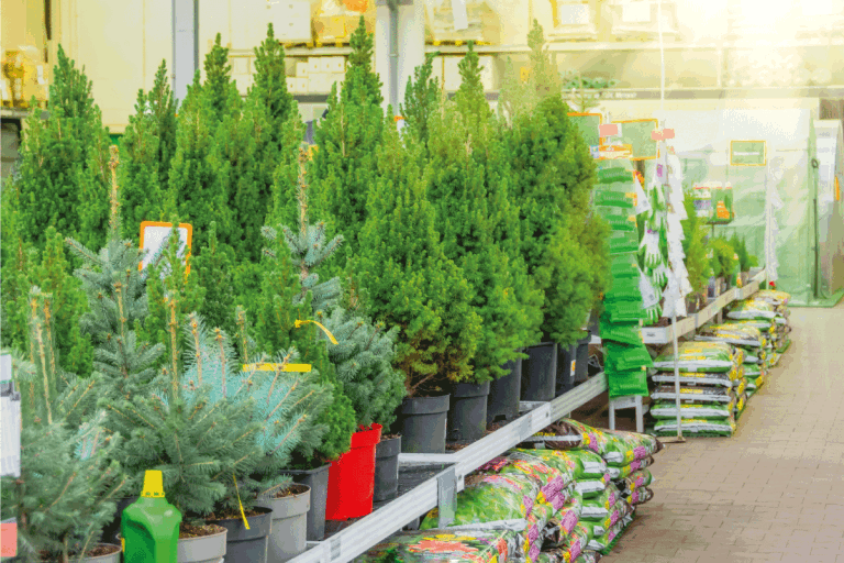 spruce, thuja, juniper, cypress in pots on sale on the eve of the holiday in the store's greenhouse. How Long Do Arborvitae Live [By Type]