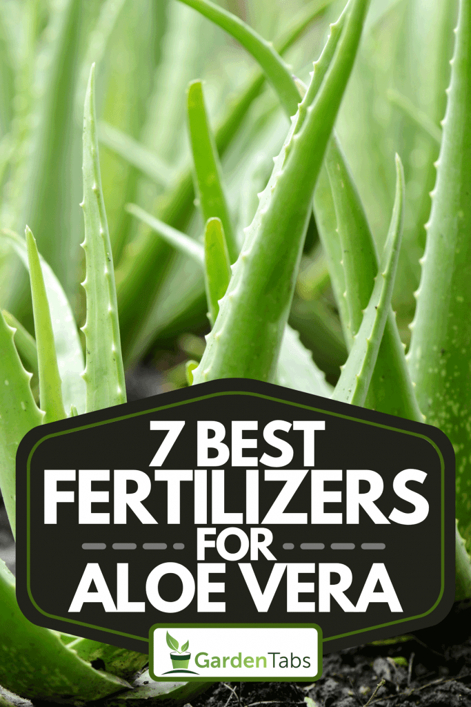 An aloe vera plant growing in farm, 7 Best Fertilizers For Aloe Vera