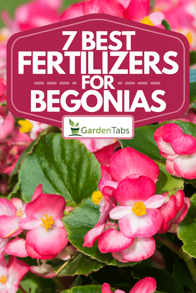 A pink begonias in bloom, 7 Best Fertilizers For Begonias