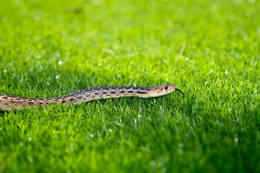 A California Garter Snake enjoying the warmth of artificial turf