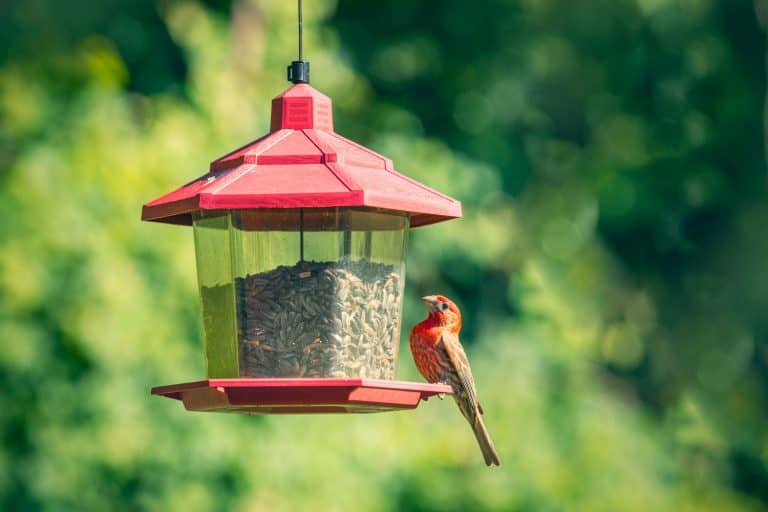 A House Finch at a feeder outdoors in Pennsylvania, Where To Place A Bird Feeder In The Garden