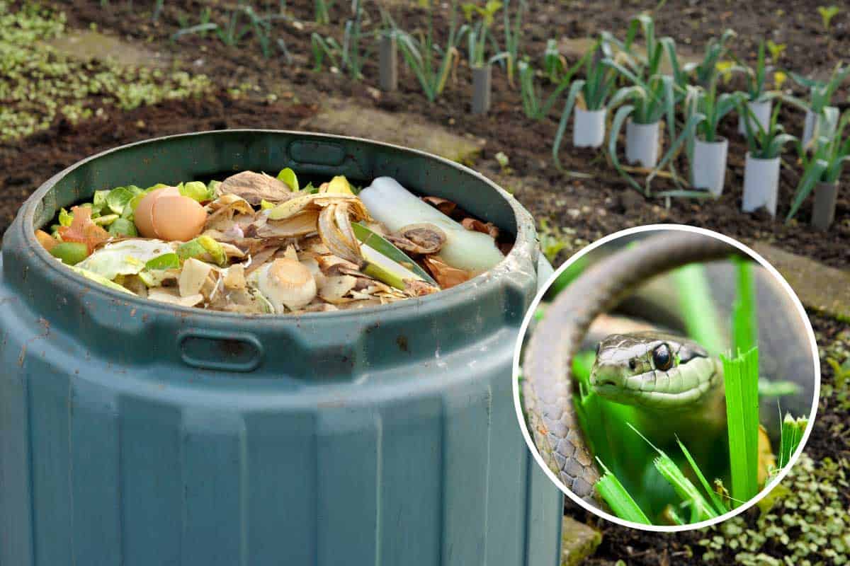 A collage of garden compost bin and a garter snake, Does Compost Attract Snakes? [And What To Do About That]