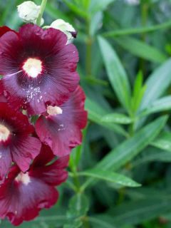 A dark colored hollyhock flower blooming on the garden, Should You Soak Hollyhock Seeds?