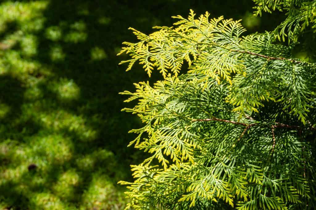A detailed photo of an arborvitae leave
