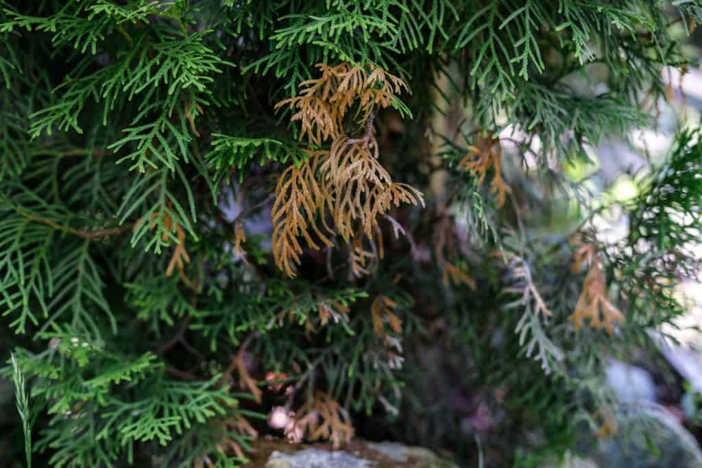 A dry branch of a thuja in a garden that has been damaged or ill.