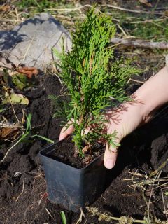 A gardener is planting a small sapling Thuja occidentalis Emerald Green, Smaragd Arborvitae from a pot into soil. How Often To Water Emerald Green Arborvitae?
