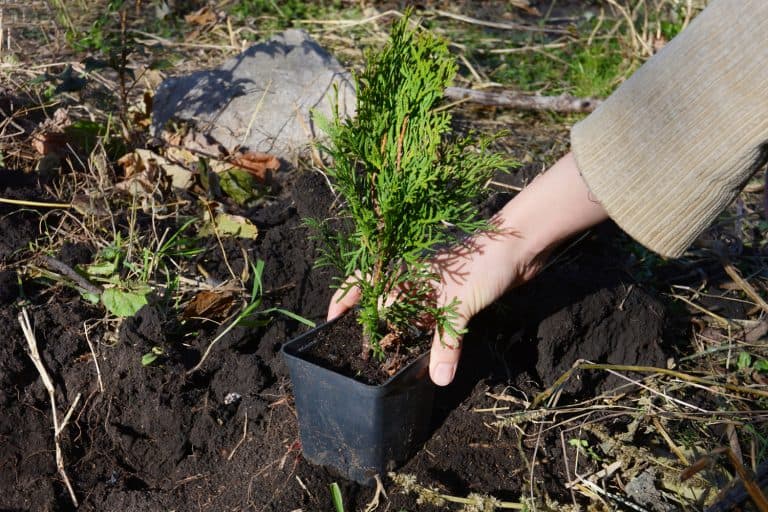 A gardener is planting a small sapling Thuja occidentalis Emerald Green, Smaragd Arborvitae from a pot into soil. How Often To Water Emerald Green Arborvitae?