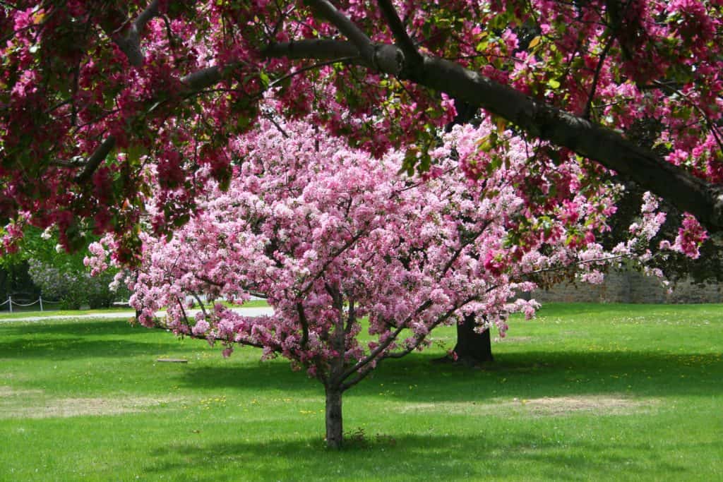 A gorgeous blossoming crabapple tree