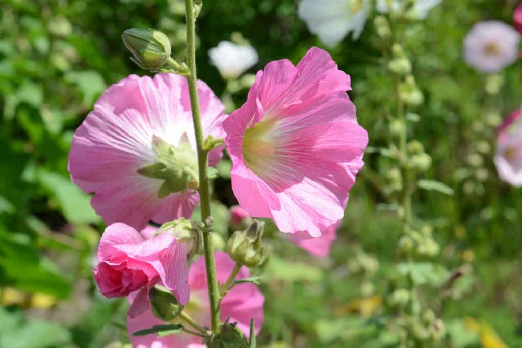 A gorgeous hollyhock flower blooming on the garden