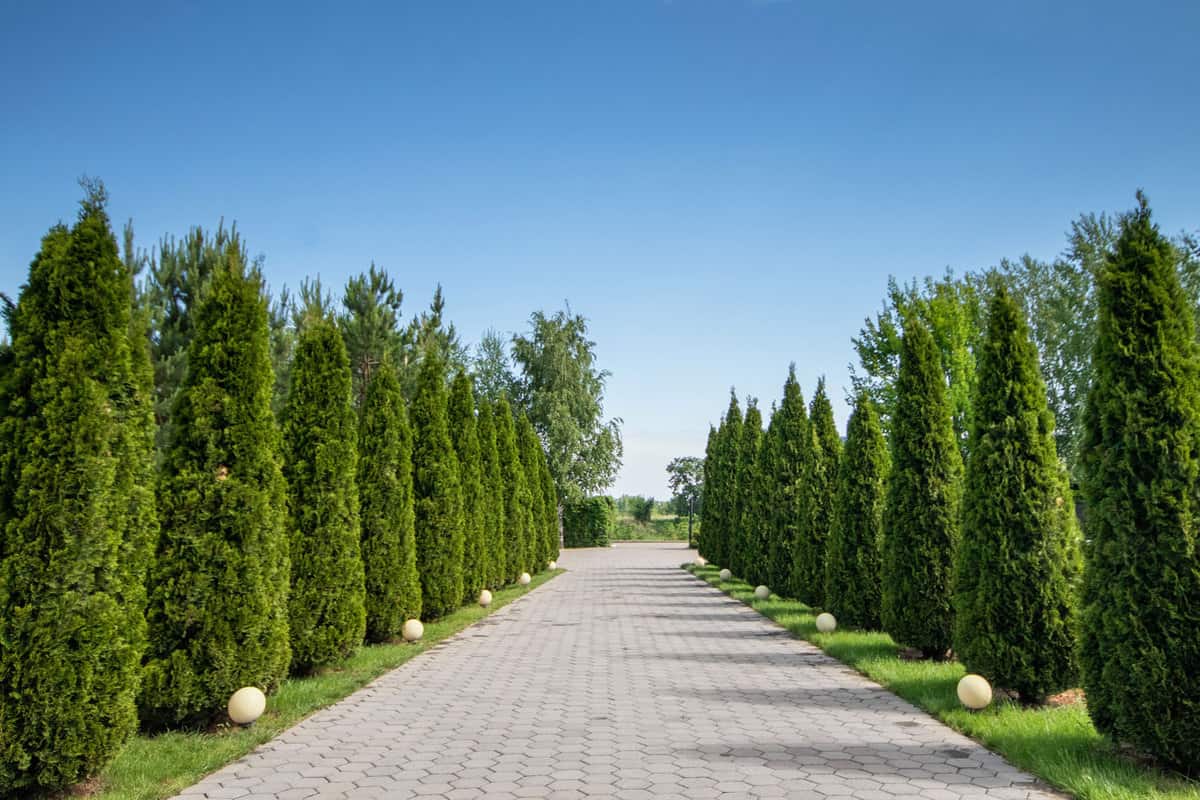 A huge pathway with arborvitae trees planted on the side for decoration